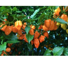 Habanero Burning Bush