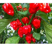 Harold St.Barts Habanero Red