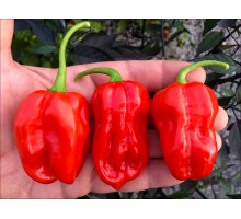 Habanero Gambia