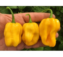 Habanero Gambia Yellow