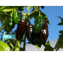 Habanero Pointed Black