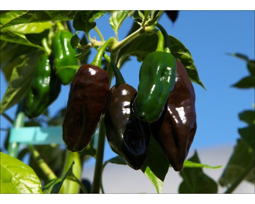 Habanero Pointed Black