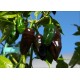 Habanero Pointed Black