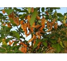 Lightning Habanero Peach