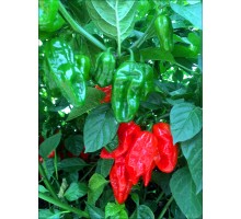 Habanero Roulette