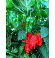 Habanero Roulette