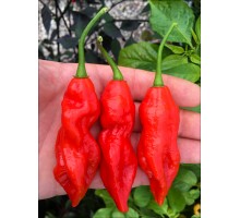 Red Ribbon Habanero