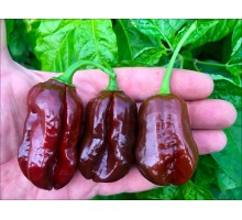 Habanero Ebony Giant