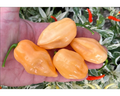 Pimenta Luna Habanero
