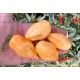 Pimenta Luna Habanero