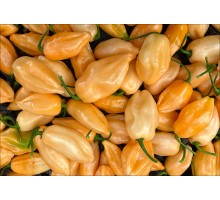 Pimenta Luna Habanero
