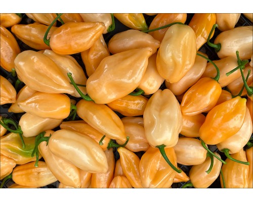 Pimenta Luna Habanero