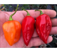 Habanero Primero Red