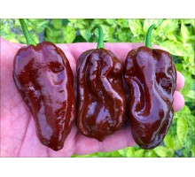 Habanero Chocolate