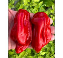 Big Red Habanero