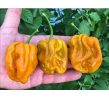 Habanero Mustard