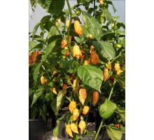 Habanero Peach Long