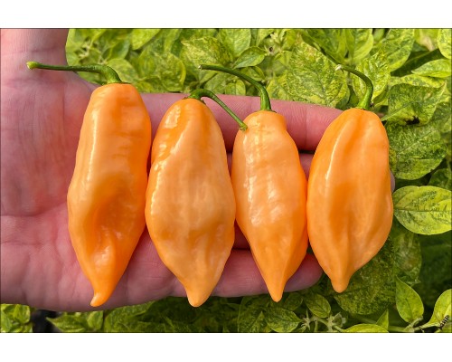 Habanero Pink