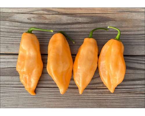 Habanero Pink