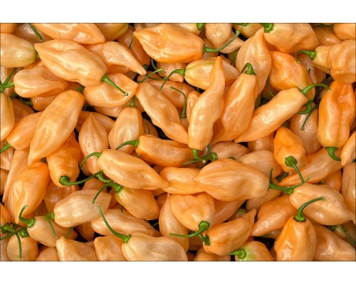 Habanero Pink