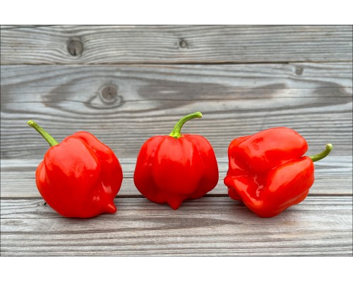 Vicentes Sweet Habanero