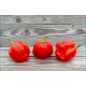 Vicentes Sweet Habanero