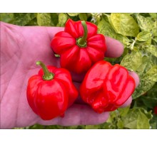 Vicentes Sweet Habanero