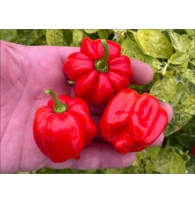 Vicentes Sweet Habanero
