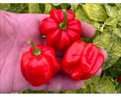 Vicentes Sweet Habanero
