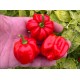 Vicentes Sweet Habanero