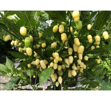 Habanero Cristina