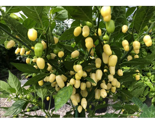 Habanero Cristina