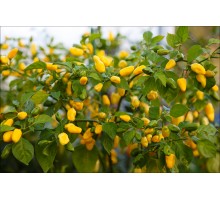 Habanero Yellow Bullet