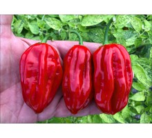 Habanero Blade Red