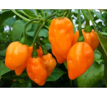 Habanero Adalberto