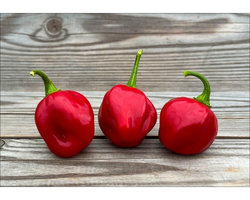 Ecuadorian Sweet Habanero