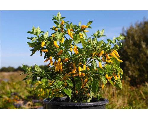 Habanero Neon Yellow