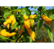 Habanero Neon Yellow