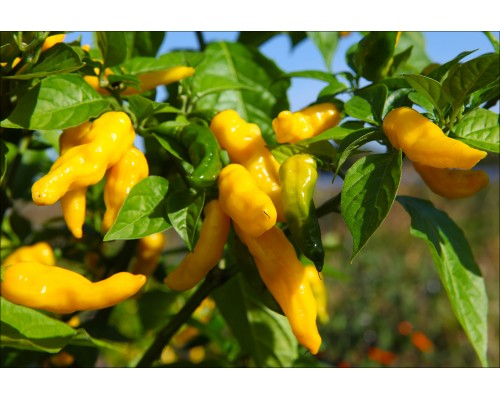 Habanero Neon Yellow
