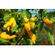Habanero Neon Yellow