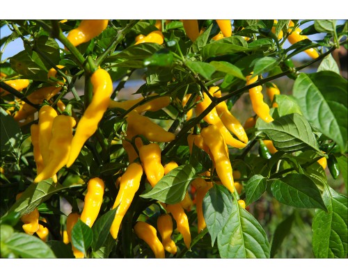 Habanero Neon Yellow