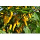 Habanero Neon Yellow
