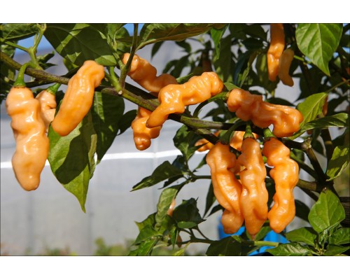 Habanero Neon Peach