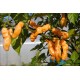 Habanero Neon Peach