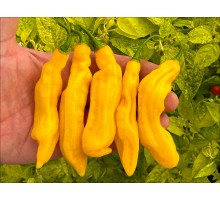 Habanero Yellow Long