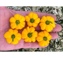 Pumpkin Habanero