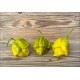 Trinidad Scorpion Moruga Mustard