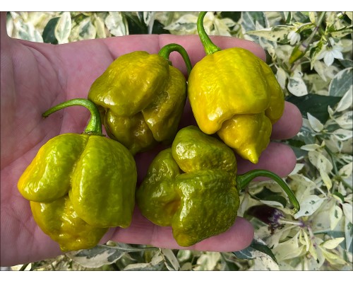 Trinidad Scorpion Moruga Mustard