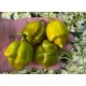 Trinidad Scorpion Moruga Mustard