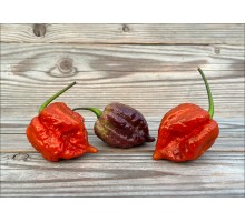 Trinidad Scorpion Moruga Blackjack